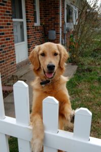 A golden retriever stands with its paws atop a white picket fence. There is part of a red brick house visible to the left of the dog and a grass yard to the right. The fence is along the bottom of the image.