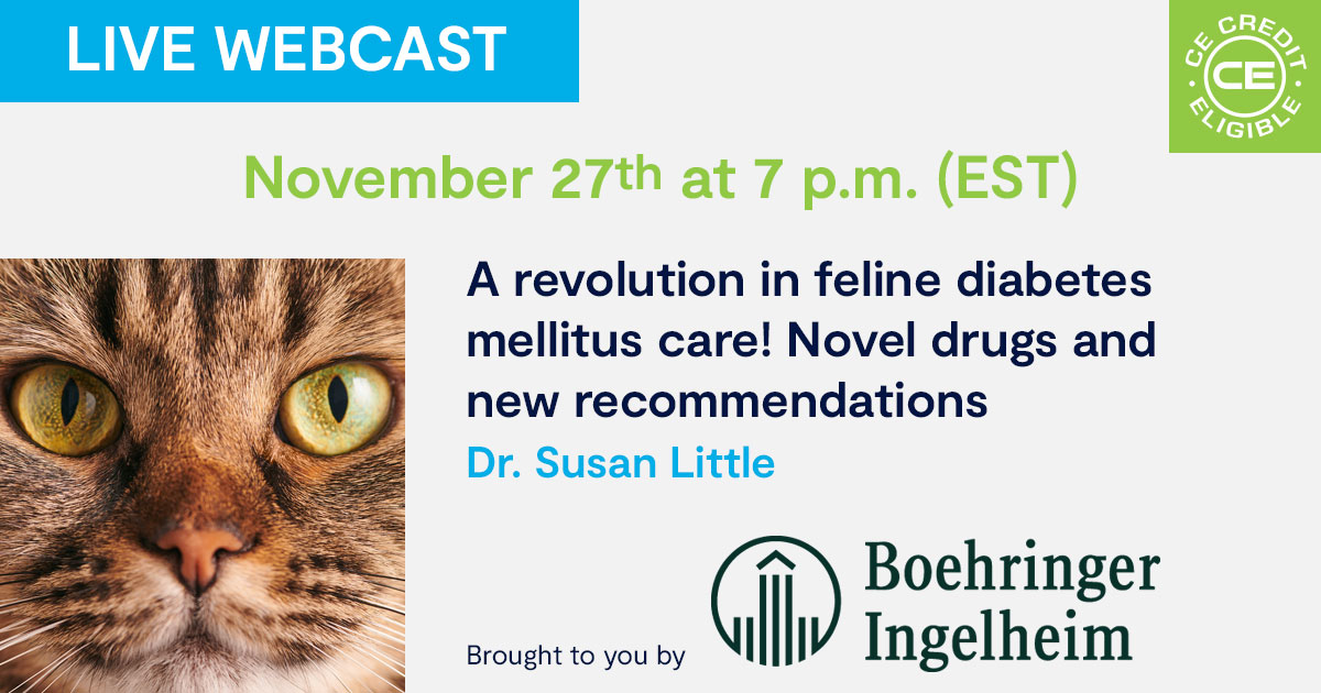 A revolution in feline diabetes mellitus care! Novel drugs and new recommendations